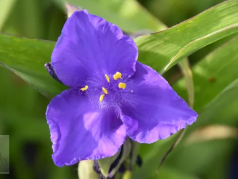 Tradescantia (A) 'Zwanenburg Blue'