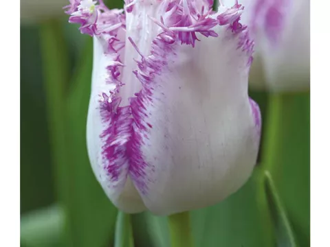 Tulipa franjer 'Aria Card'