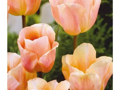 Tulipa (EV) 'Abricot Beauty'