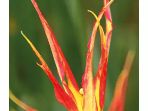Tulipa mini 'Acuminata Cornuta Stenopetale'