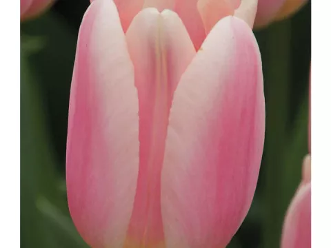 Tulipa Darwin Delight 'Apricot Delight'