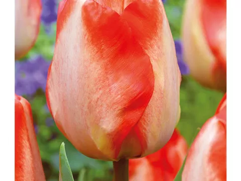Tulipa Darwin hybr. 'American Dream'