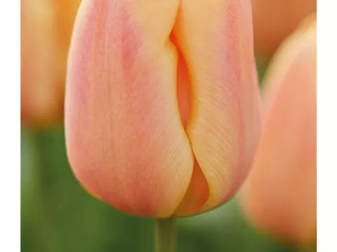 Tulipa triumph 'Apricot Foxx'