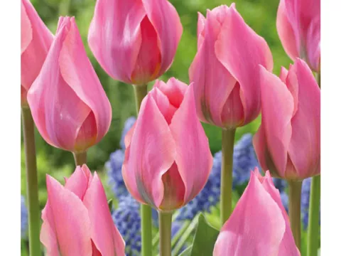 Tulipa fosteriana 'Albert Heijn'