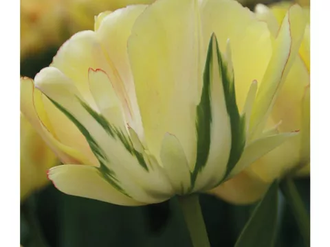 Tulipa dubbel 'Akebono'
