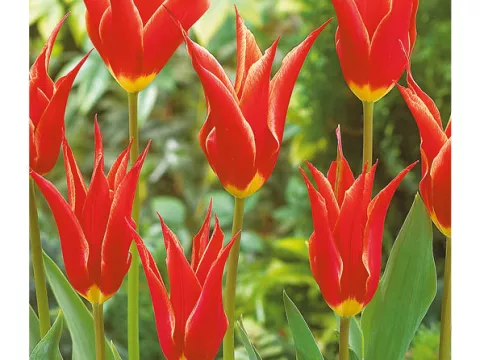 Tulipa liliflorum 'Aladdin'