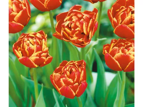 Tulipa dubbel 'Allegreto'