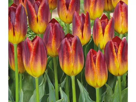 Tulipa triumph 'Amberglow'