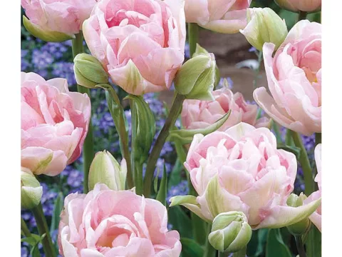 Tulipa dubbel 'Angelique'