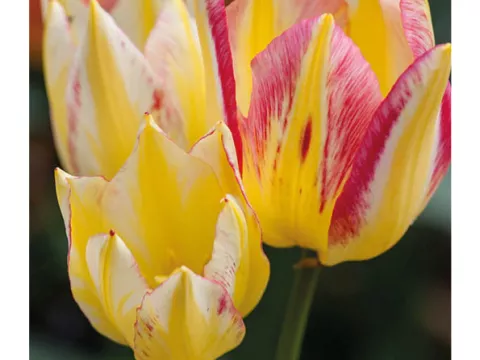 Tulipa multi 'Antoinette'