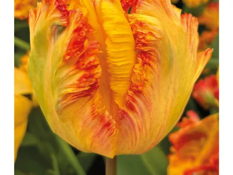 Tulipa parkiet 'Arne Quinze'