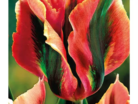 Tulipa viridiflora 'Artist'