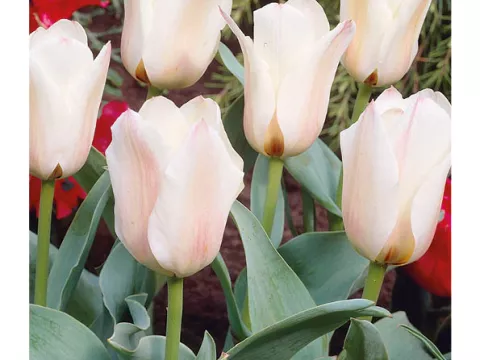 Tulipa greigii 'Albion Star'