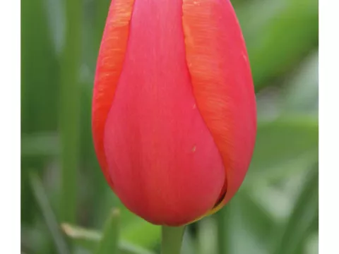 Tulipa (EL) 'Avignon'