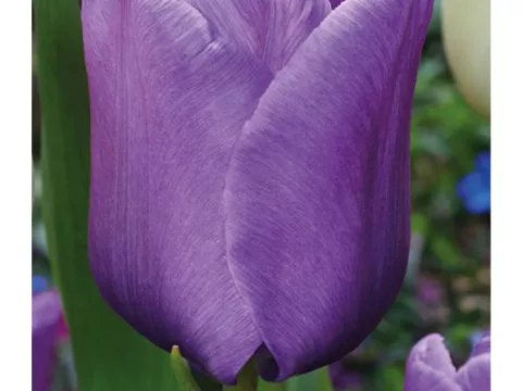 Tulipa (EL) 'Blue Aimable'