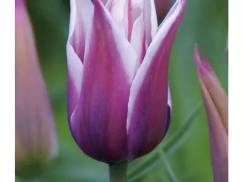 Tulipa liliflorum 'Balade'