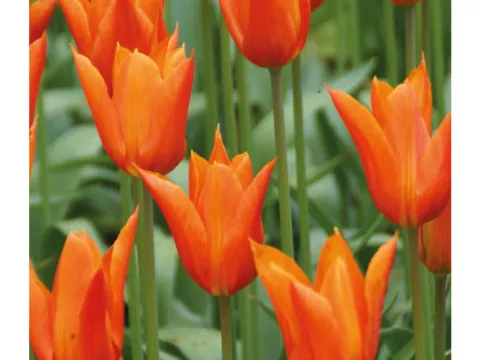 Tulipa liliflorum 'Ballerina'