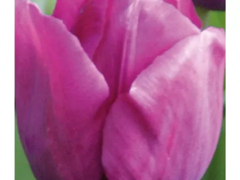 Tulipa triumph 'Blue Beauty'