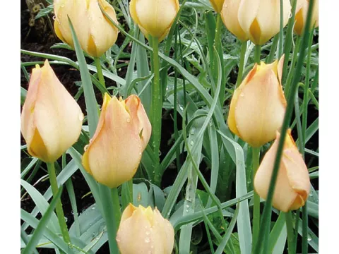 Tulipa mini 'Batalini Bright Gem'
