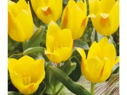 Tulipa greigii 'Berlioz'