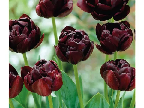 Tulipa dubbel 'Black Hero'