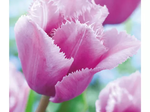 Tulipa franjer 'Blue Heron'