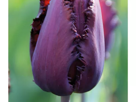 Tulipa franjer 'Black Jewel'