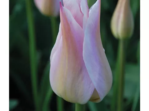 Tulipa liliflorum 'Ballade Lady'