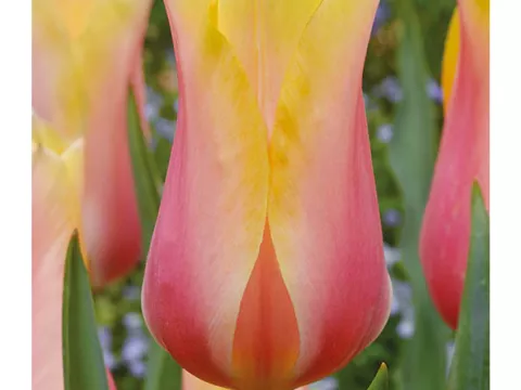 Tulipa triumph 'Blushing Lady'