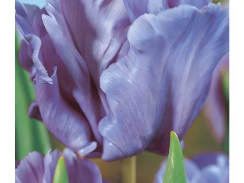 Tulipa parkiet 'Blue Parrot'