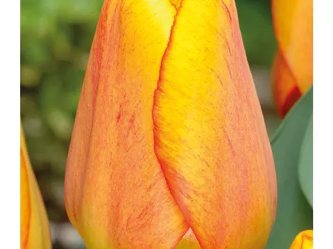 Tulipa Darwin hybr. 'Beauty of Apeldoorn'