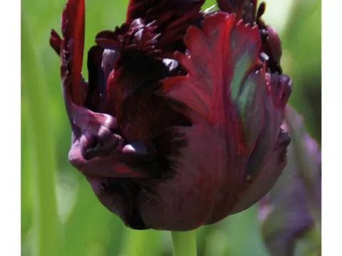 Tulipa parkiet 'Black Parrot'