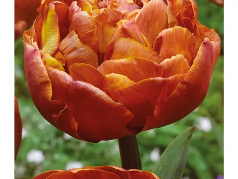 Tulipa dubbel 'Brownie'