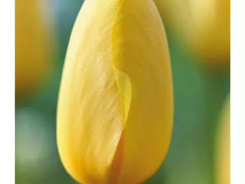 Tulipa (EL) 'Big Smile'