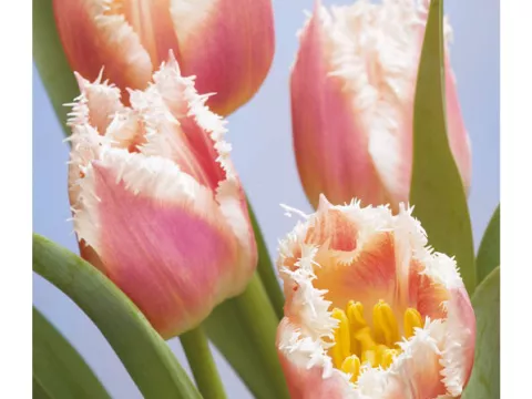 Tulipa franjer 'Bell Song'
