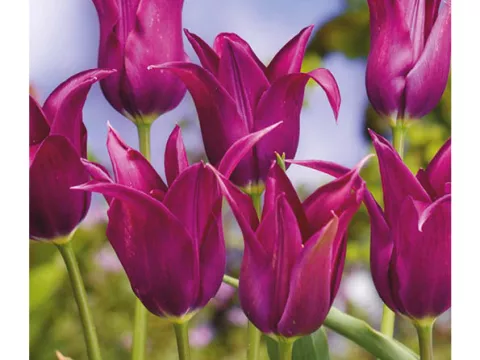Tulipa liliflorum 'Burgundy'