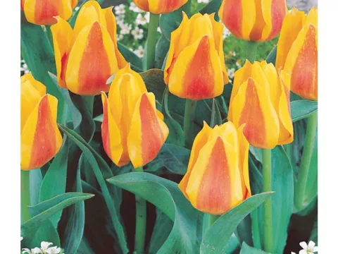 Tulipa kaufmanniana 'Buttercup'