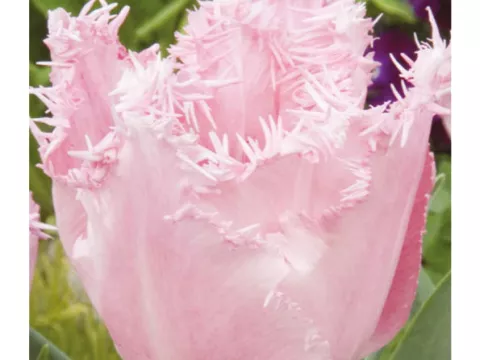 Tulipa franjer 'Cacharel'