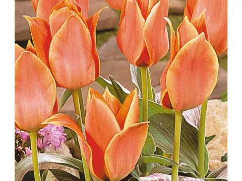 Tulipa greigii 'Calypso'