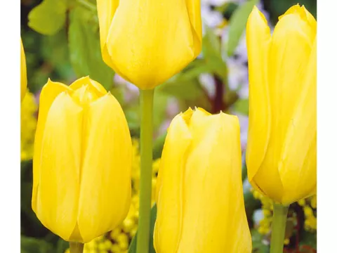 Tulipa fosteriana 'Candela'