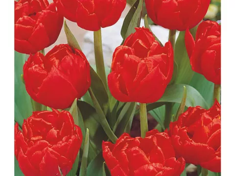 Tulipa dubbel 'Carlton'