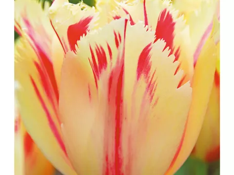 Tulipa franjer 'Carrousel'