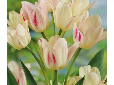 Tulipa multi 'Candy Club'