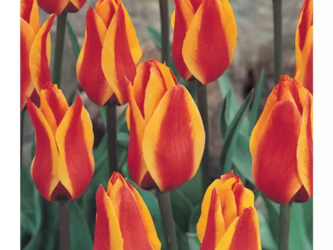 Tulipa greigii 'Cape Cod'