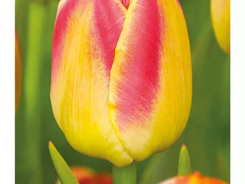 Tulipa (EL) 'Candy Corner'