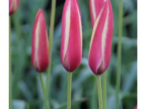 Tulipa mini 'Clusiana Cynthia'