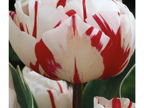 Tulipa dubbel 'Carnaval de Nice'