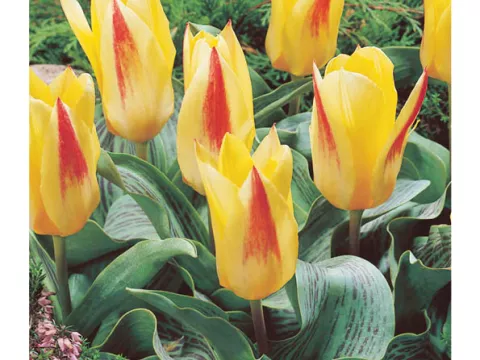 Tulipa kaufmanniana 'Chopin'
