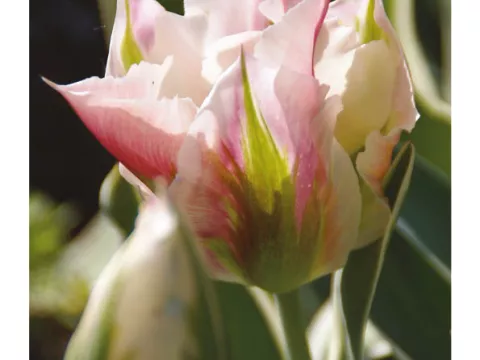 Tulipa viridiflora 'China Town'
