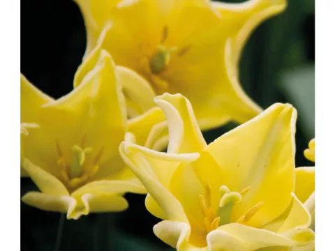 Tulipa triumph 'Crown Jewel'